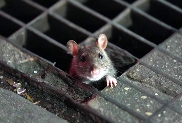 A rat crawling out of a sidewalk grate.