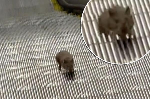 A rat climbs an escalator.